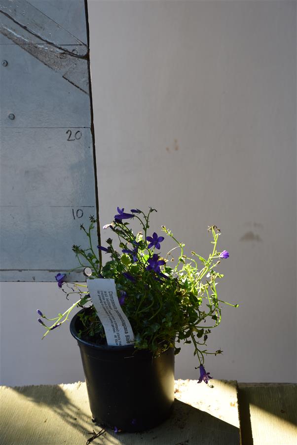 wall bellflower