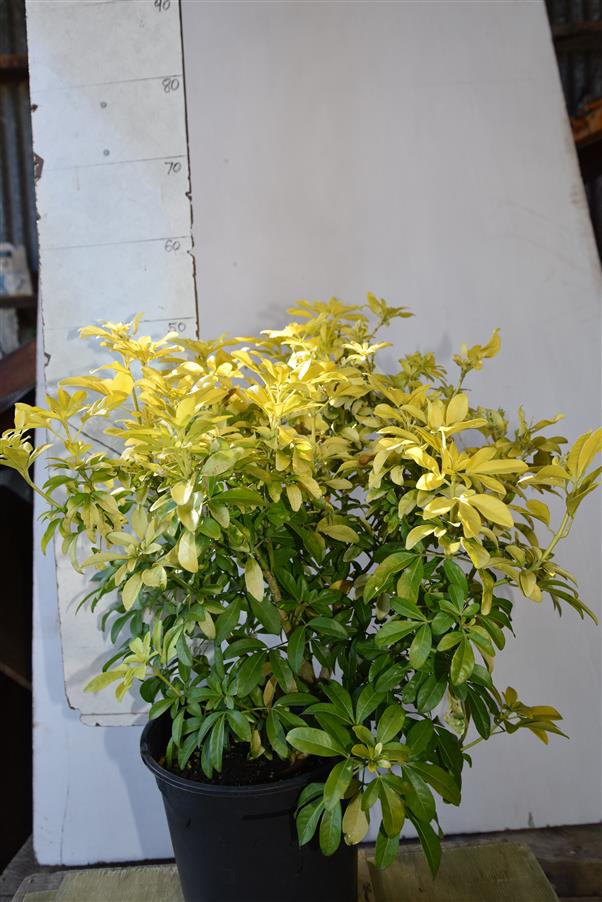 Mexican Orange Blossom