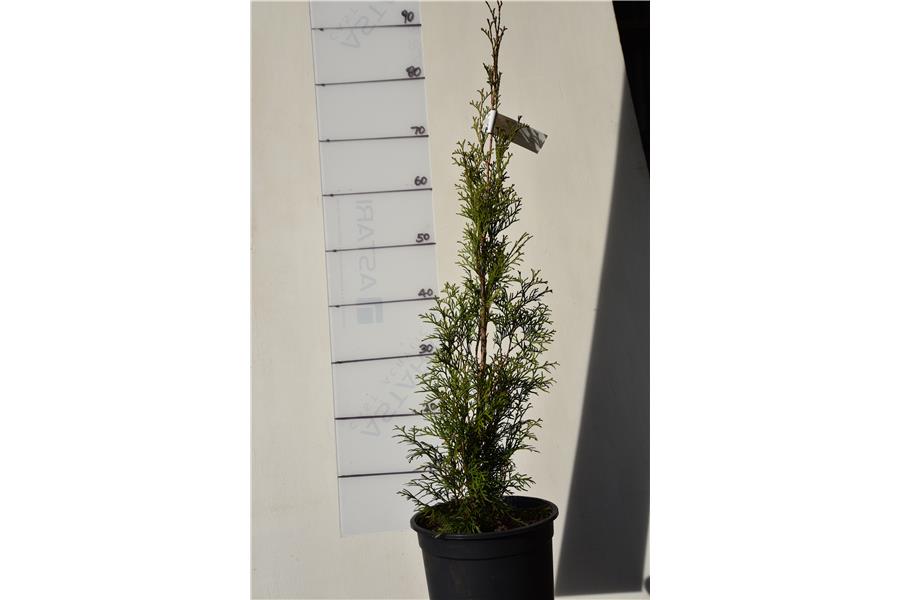 Thuja occidentalis Smaragd