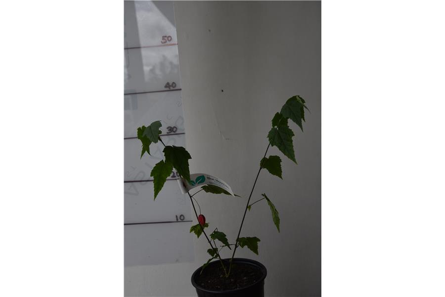 Abutilon Imp