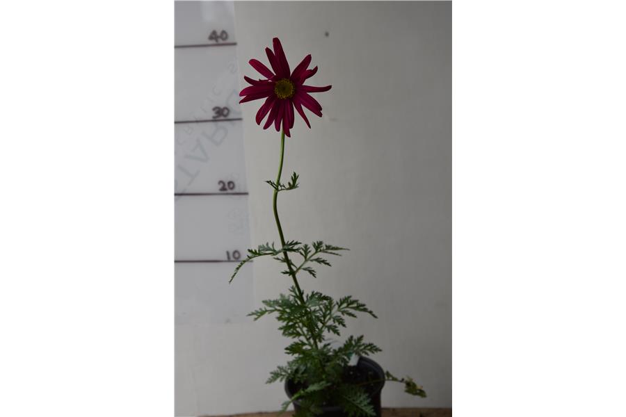 Chrysanthemum c. Robinson Red