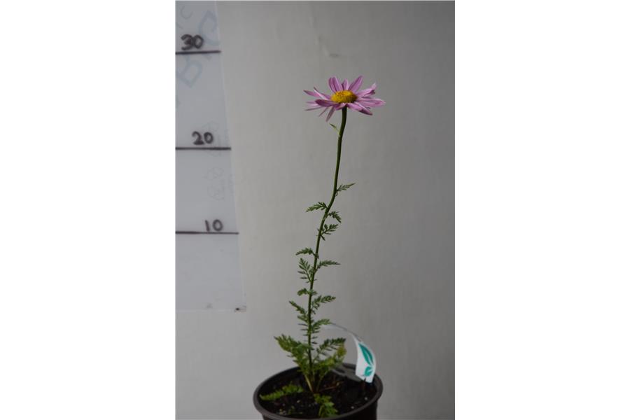 Chrysanthemum coc Robinson Pink