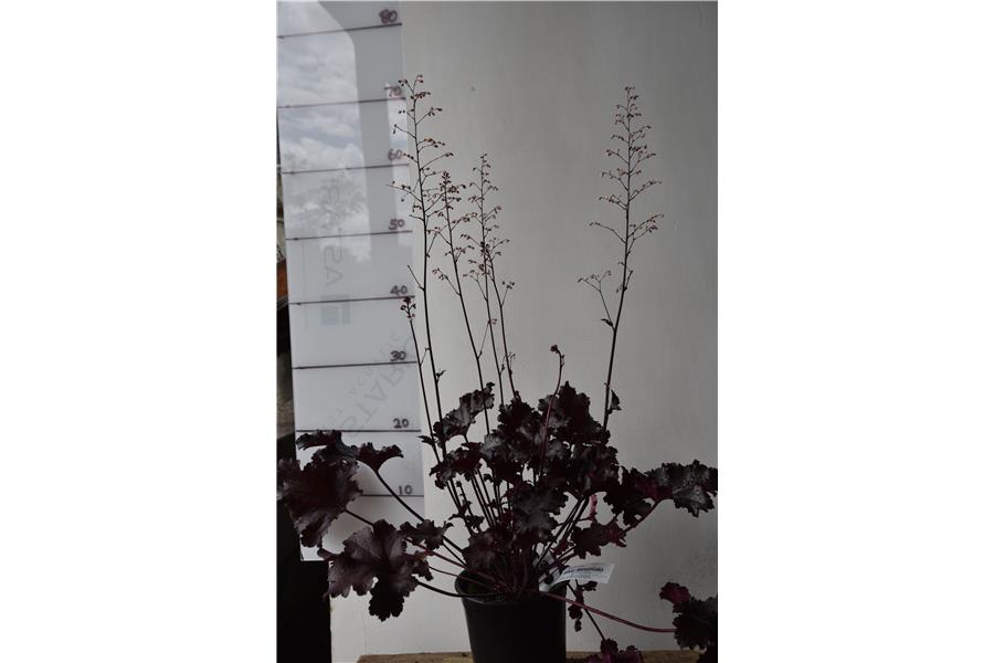 Heuchera Black Taffeta