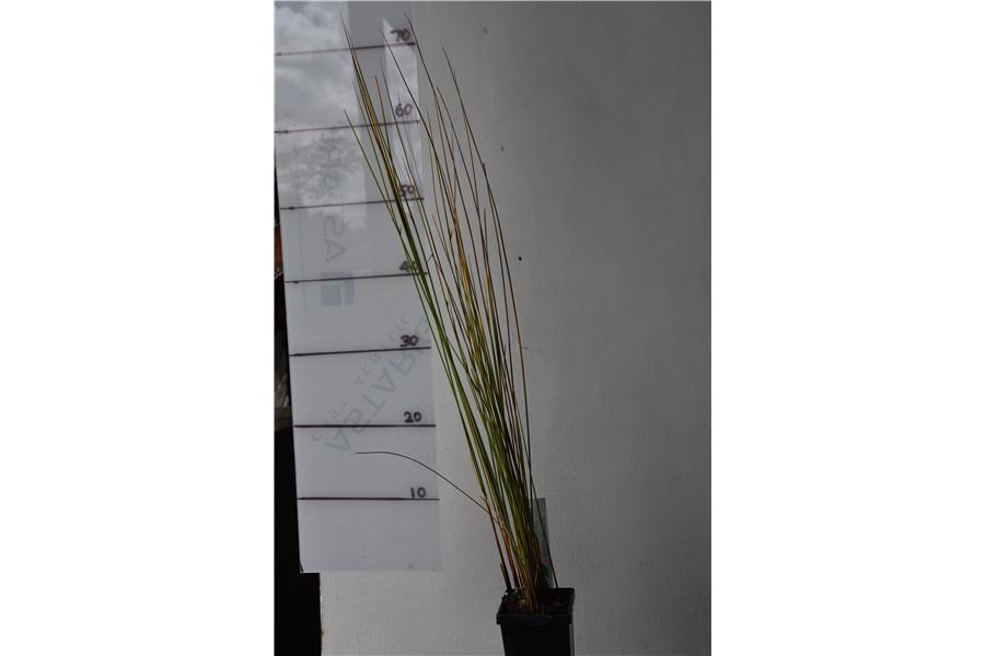 Juncus edgariae