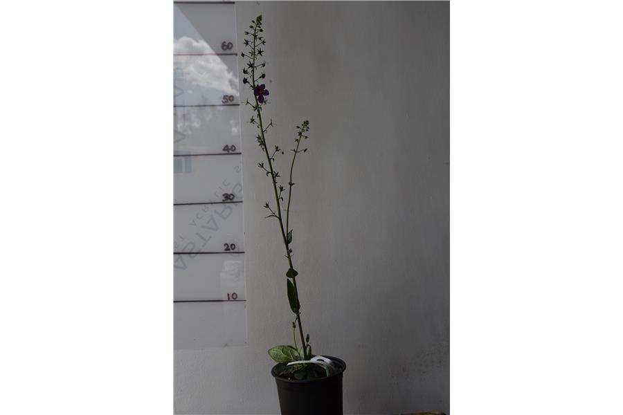 Verbascum ph. Violetta