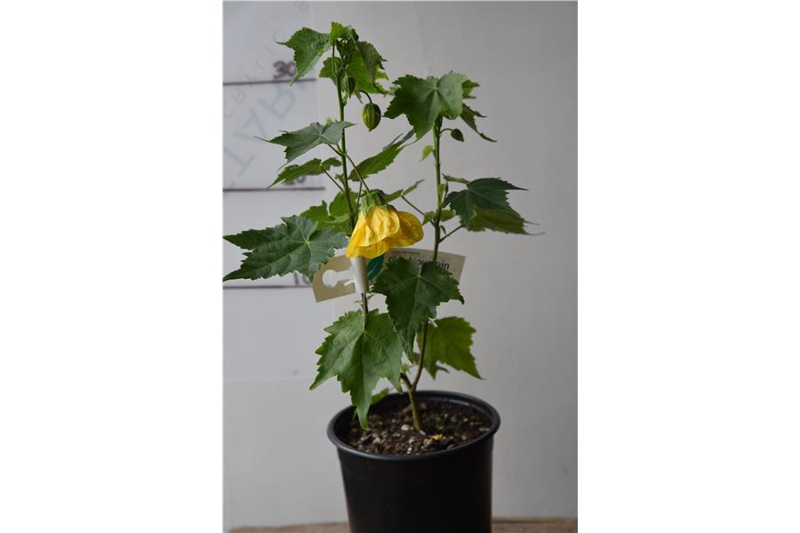 Abutilon Golden Queen