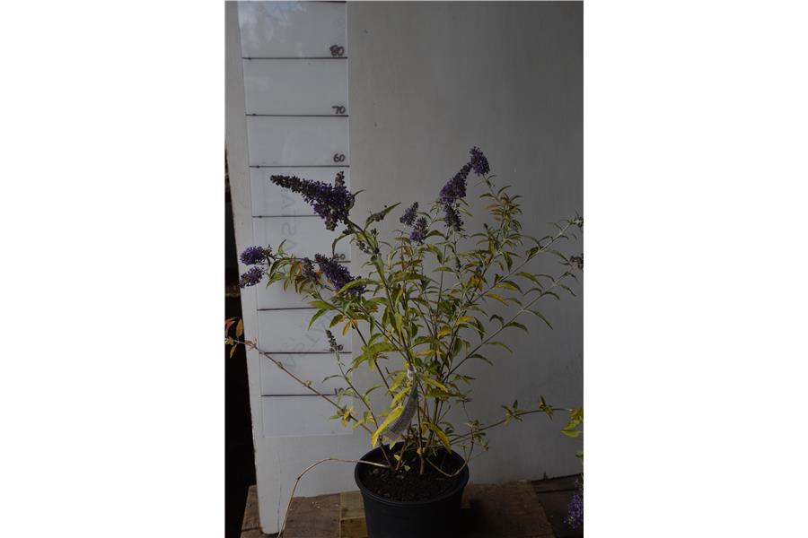 Butterfly Bush