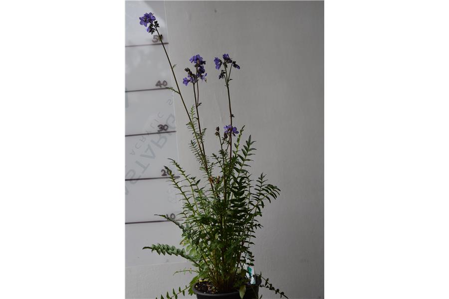 Polemonium yezoense Purple Rain