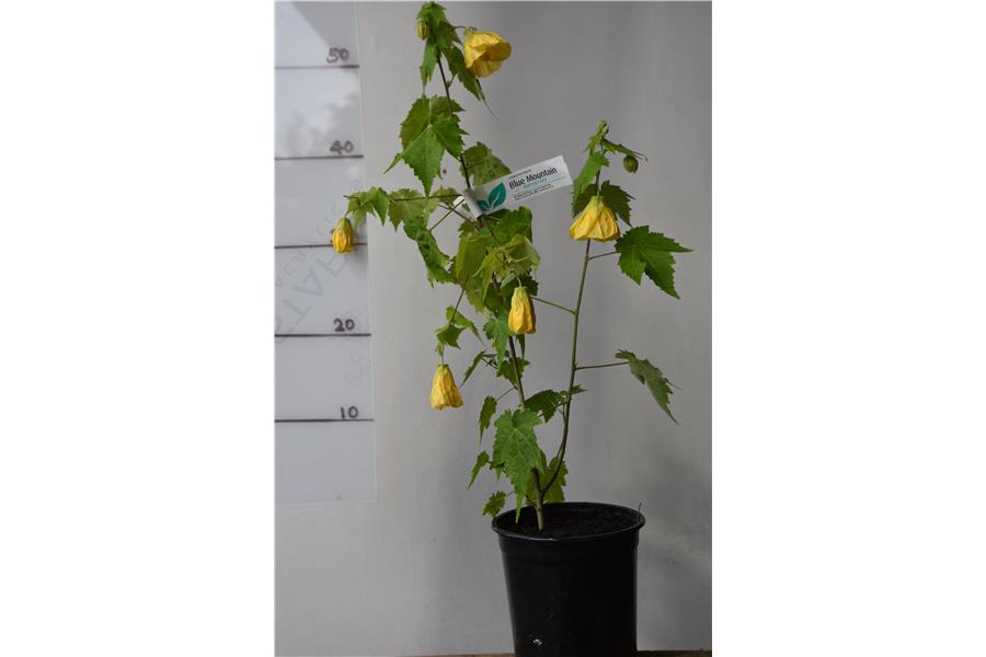 Abutilon Golden Queen