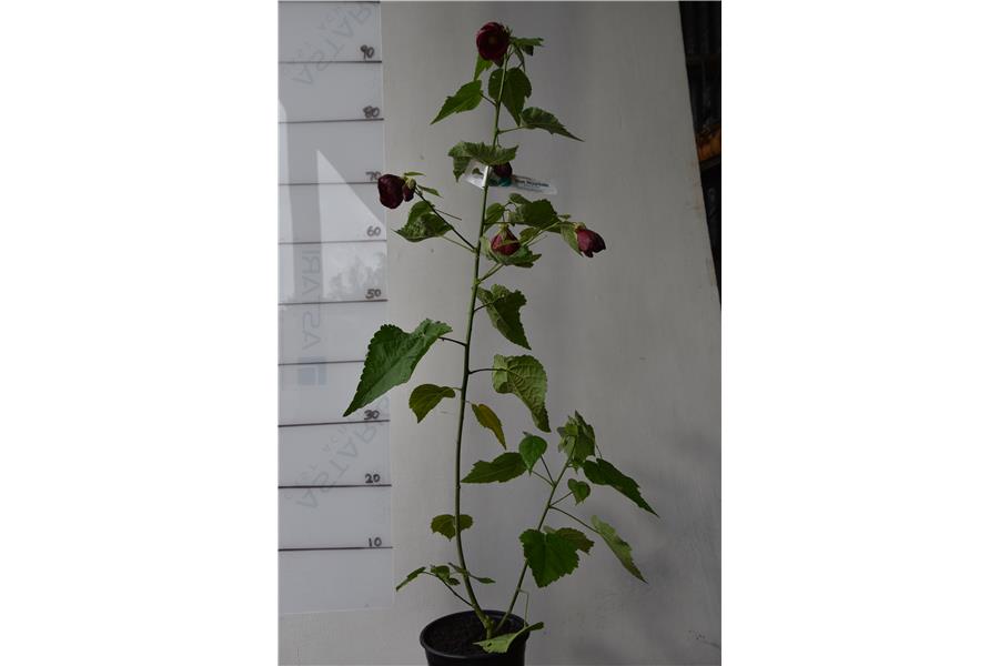 Abutilon Nabob