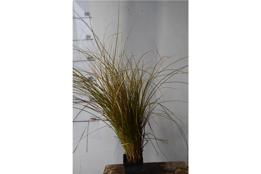 Carex secta