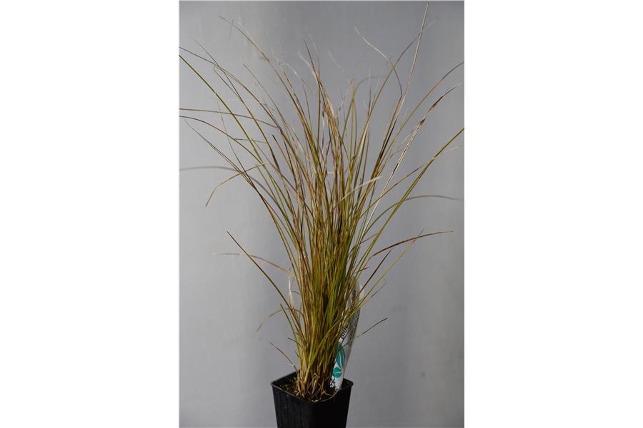 Carex secta