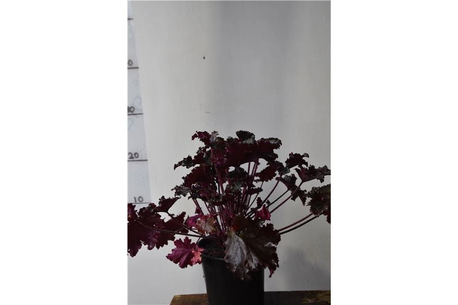 Heuchera Black Taffeta