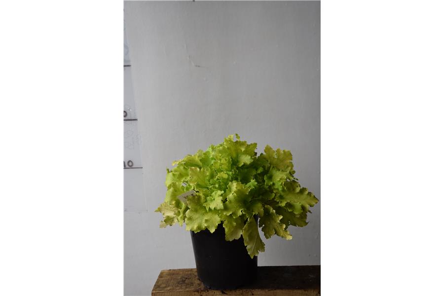 Heuchera Lime Marmalade