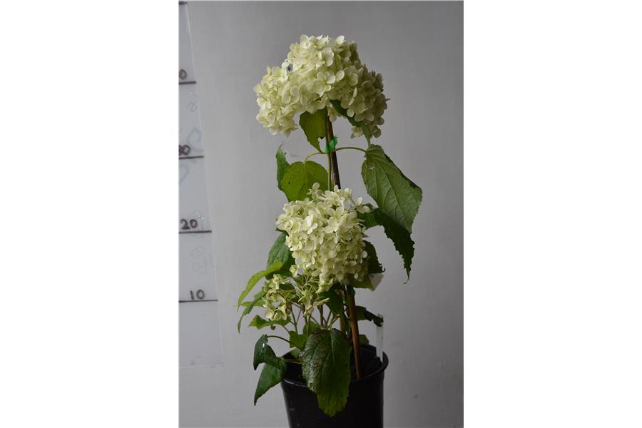 Hydrangea arborescens Annabell