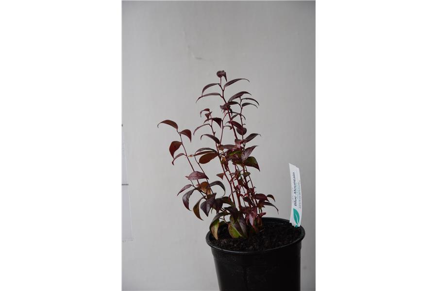 Leucothoe fontanesiana Crimson Globe