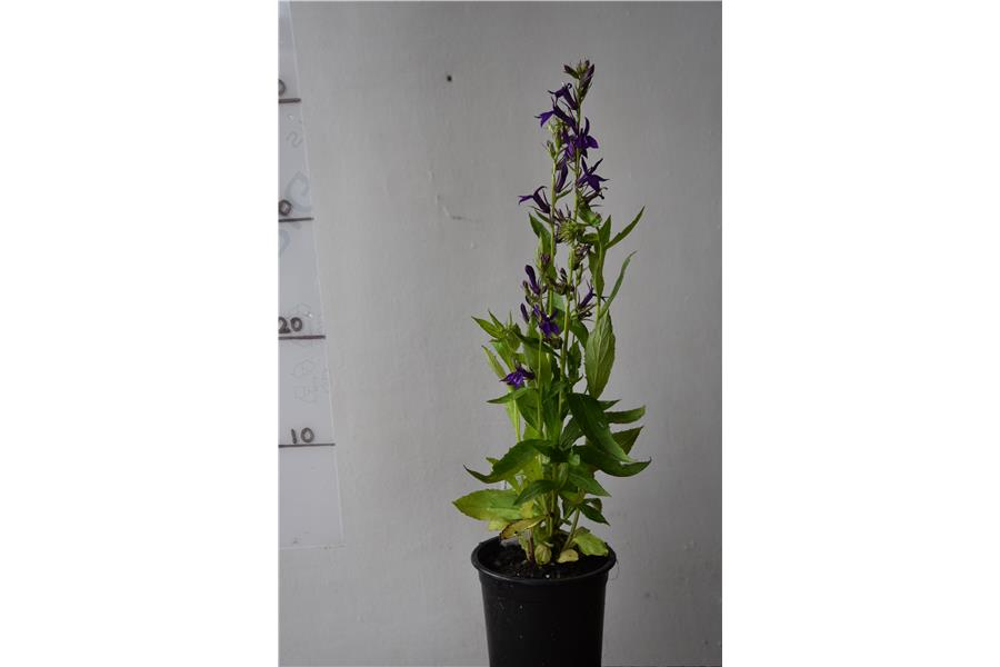 Lobelia siphilitica Blue