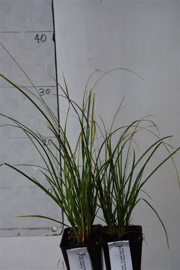 Carex virgata