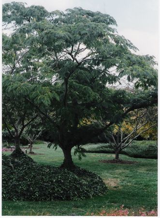 Silk Tree Garden Plants Rhododendrons Blue Mountain Nurseries Tapanui