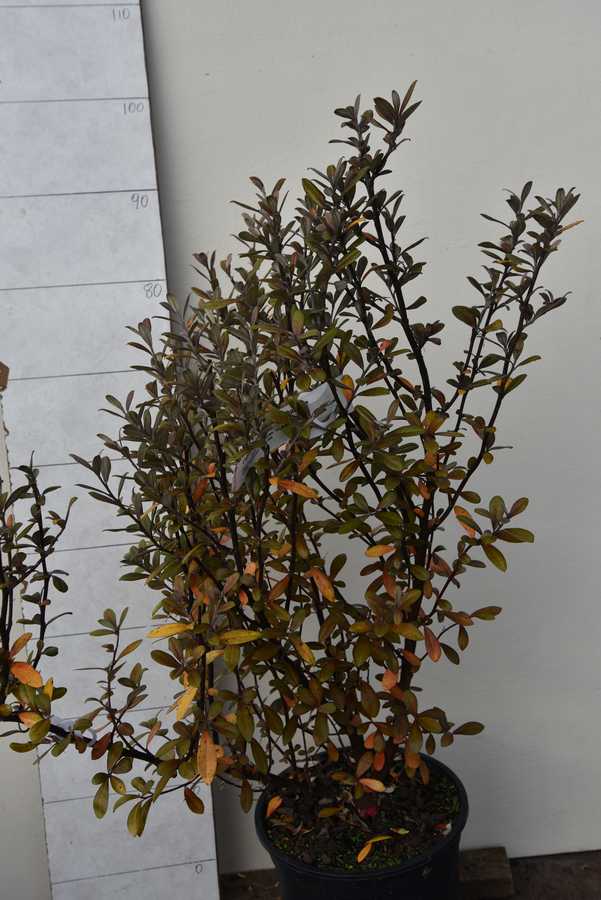 Corokia virgata Frosted Chocolate