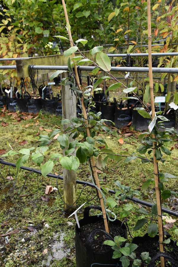 Flowering Apple